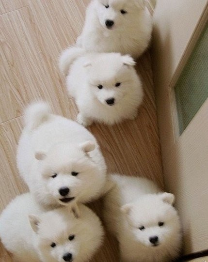 ؼҴſ,κεĲ춼ɢˡ